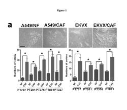 CANCER-ASSOCIATED FIBROBLASTS IN MAINTAINING STEMNESS OF CANCER STEM CELLS