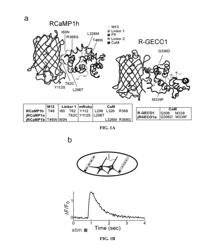 Red genetically encoded calcium indicators and methods of use