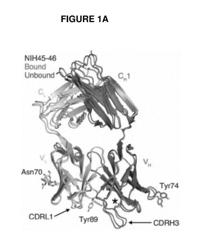 HIGHLY ACTIVE AGONISTIC CD4 BINDING SITE ANTI-HIV ANTIBODIES (HAADS) COMPRISING MODIFIED CDRH2 REGIONS THAT IMPROVE CONTACT WITH GP120