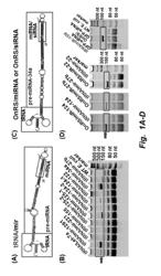 HYBRID tRNA/pre-miRNA MOLECULES AND METHODS OF USE