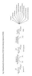 Production of Activated TDP-Deoxysugars in Recombinant Microorganisms