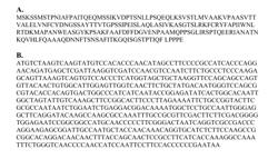 PAPAYA MOSAIC VIRUS COMPOSITIONS AND USES THEREOF FOR STIMULATION OF THE INNATE IMMUNE RESPONSE