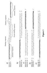 ANTISENSE OLIGONUCLEOTIDE COMPOSITIONS