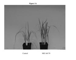 ENDOPHYTE COMPOSITIONS AND METHODS FOR IMPROVEMENT OF PLANT TRAITS