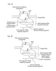 METHODS AND COMPOSITIONS FOR RNA-DIRECTED TARGET DNA MODIFICATION AND FOR RNA-DIRECTED MODULATION OF TRANSCRIPTION