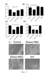 Application of mesenchymal stem cells in prophylaxis or treatment of stress response-induced weakened immunity