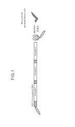 Tumor targeted TNF-related apoptosis inducing ligand fusion polypeptide, methods and uses therefor