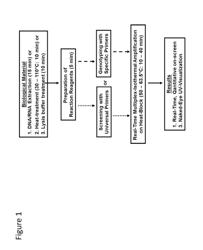 Methods for real-time multiplex isothermal detection and identification of bacterial, viral, and protozoan nucleic acids