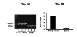 VACCINE AGAINST ACINETOBACTER BAUMANNII BASED ON CELLULAR COMPONENTS DEFICIENT IN LIPOPOLYSACCHARIDE