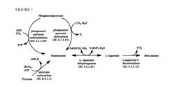 RECOMBINANT HOST CELLS AND METHODS FOR THE PRODUCTION OF L-ASPARTATE AND BETA-ALANINE