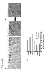 COMPOSITIONS AND METHODS FOR INHIBITING CANCER STEM CELLS