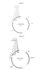 Rapid assay for identifying transformants having donor insertion