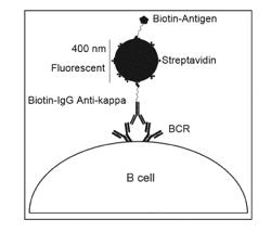 BIOFUNCTIONALIZED NANOPARTICLES AND USES THEREOF IN ADOPTIVE CELL THERAPY