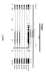 Diagnostic test for skeletal atavism in horses