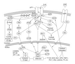 Methods of treating autoimmune and/or glomerulonephritis-associated diseases using SHP2 inhibitors