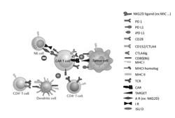 METHODS FOR ENGINEERING ALLOGENEIC T CELL TO INCREASE THEIR PERSISTENCE AND/OR ENGRAFTMENT INTO PATIENTS