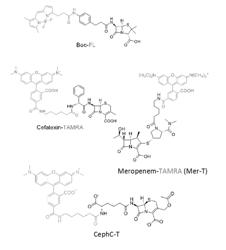 ANTIBIOTIC-BASED CONJUGATES AND METHODS OF USE THEREOF