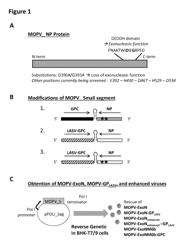 RECOMBINANT MOPEIA VIRUS AND VACCINE PLATFORM