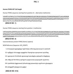 ANTI-TIGIT ANTIBODIES, ANTI-PVRIG ANTIBODIES AND COMBINATIONS THEREOF