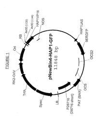 PROMOTER, PROMOTER CONTROL ELEMENTS, AND COMBINATIONS, AND USES THEREOF