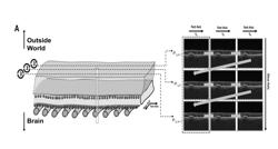 SYSTEMS AND METHODS FOR GENERATING AND DISPLAYING OCT ANGIOGRAPHY DATA USING VARIABLE INTERSCAN TIME ANALYSIS