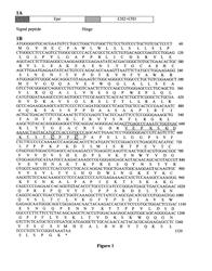 Recombinant human EPO-Fc fusion proteins with prolonged half-life and enhanced erythropoietic activity in vivo