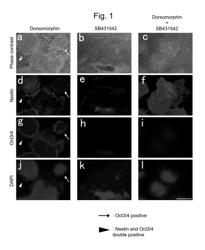 Method for inducing differentiation of pluripotent stem cells into neural precursor cells