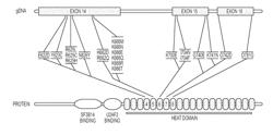 SPLICE VARIANTS ASSOCIATED WITH NEOMORPHIC SF3B1 MUTANTS