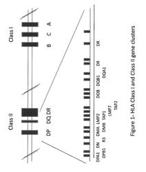 METHODS AND COMPOSITIONS FOR MODIFICATION OF A HLA LOCUS