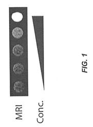 Host Cells with Artificial Endosymbionts