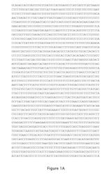 COMPOSITIONS AND METHODS FOR DETECTING HEV NUCLEIC ACID