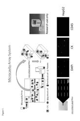 Methods of Detecting Circulating Tumor Cells