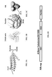 Nucleic acid molecules encoding ferritin-hemagglutinin fusion proteins