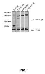 THERAPEUTIC HPV16 VACCINES