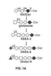 Compositions and methods for treatment and detection of cancers