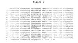 MATERIALS AND METHODS FOR DETERMINING CANCER RISK