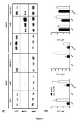 Alzheimer's disease animal model