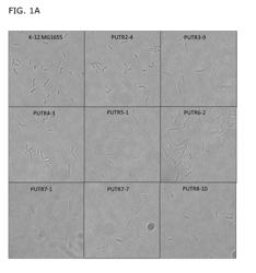 BACTERIAL CELLS WITH IMPROVED TOLERANCE TO POLYAMINES