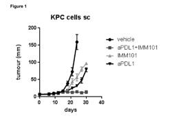 CHECKPOINT INHIBITOR AND A WHOLE CELL MYCOBACTERIUM FOR USE IN CANCER THERAPY