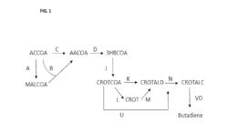 VINYLISOMERASE-DEHYDRATASES, ALKENOL DEHYDRATASES, LINALOOL DEHYDRATASES AND CROTYL ALCOHOL DEHYDRATASES AND METHODS FOR MAKING AND USING THEM