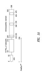 Innovative discovery of therapeutic, diagnostic, and antibody compositions related to protein fragments of phenylalanyl-alpha-tRNA synthetases