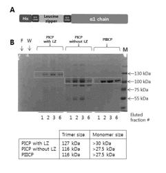 RECOMBINANT PICP PROTEIN, AND METHOD FOR PREPARING ANTIBODY SPECIFICALLY BINDING THERETO