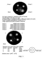 Porcine lactic acid bacterial strains