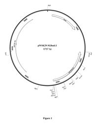 Genetic transformation of bifidobacteria