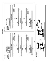 Detection of Nucleic Acids