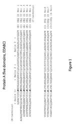 Affinity chromatography matrix