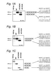 Modulation of exon recognition in pre-mRNA by interfering with the secondary RNA structure