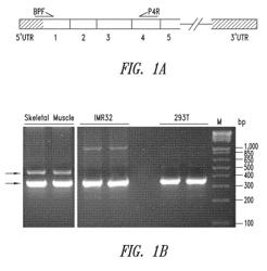 COMPOSITIONS AND METHODS COMPRISING HISTIDYL-TRNA SYNTHETASE SPLICE VARIANTS HAVING NON-CANONICAL BIOLOGICAL ACTIVITIES