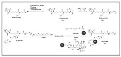 BRANCHED MULTI-FUNCTIONAL MACROMONOMERS AND USES THEREOF