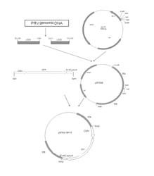 Gene-deleted variant strain of porcine pseudorabies virus, vaccine composition, method of making the same and use thereof